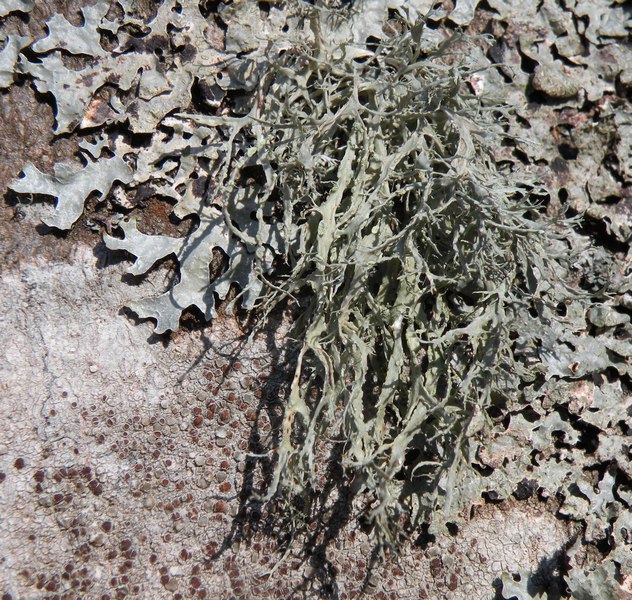 Lichene dal Cansiglio 2